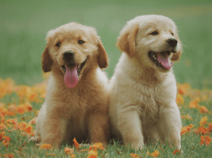 Golden Retriever puppy